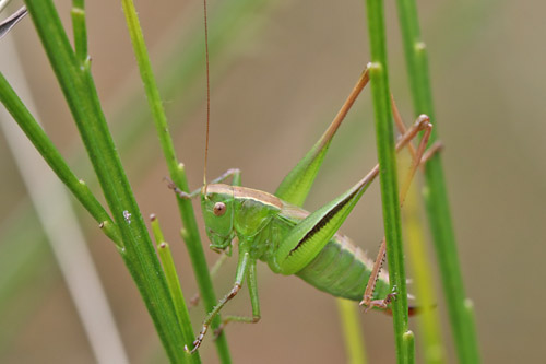 Zweifarbige Beischrecke