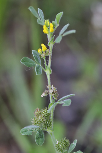 Zwerg-Schneckenklee